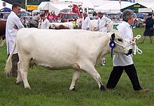 220px-British_white.jpg