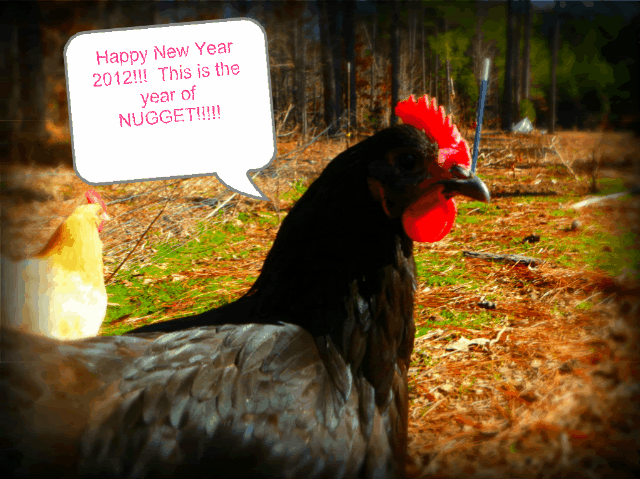 chickensdecember082-1-1.gif