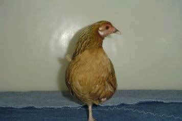 chick2.jpg