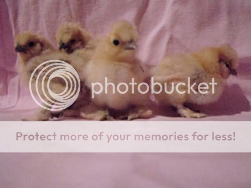 silkies009.jpg