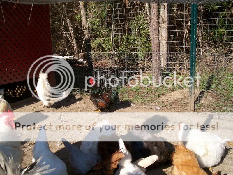 bantams1005-1.jpg