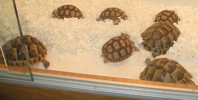 reptileshow010.jpg