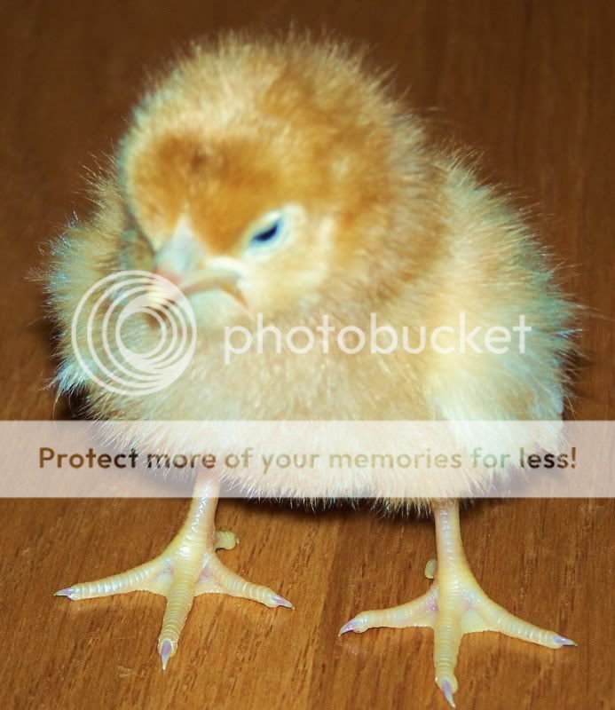 Chicksman018.jpg
