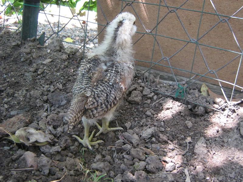 ChicksNewPictures066.jpg