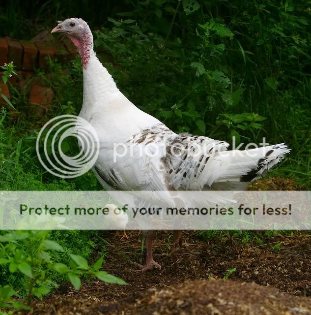 TurkeyChickOutside.jpg