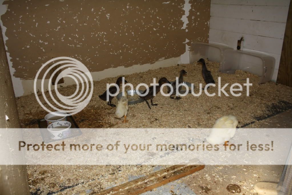 ducks039.jpg