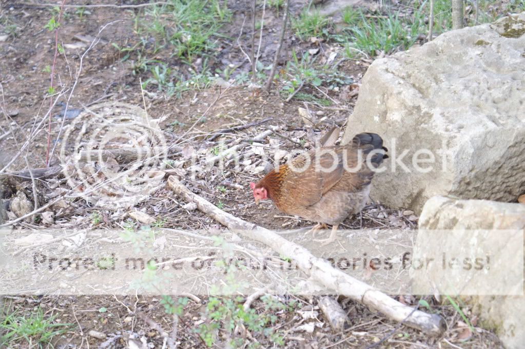 mychickens029-3.jpg