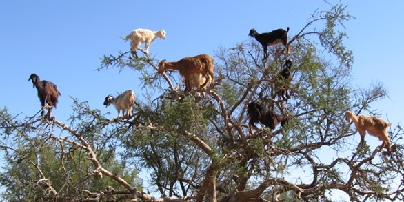 goats.png