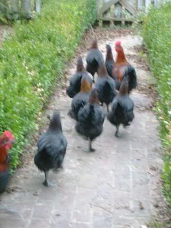 leadingthemhome2.jpg