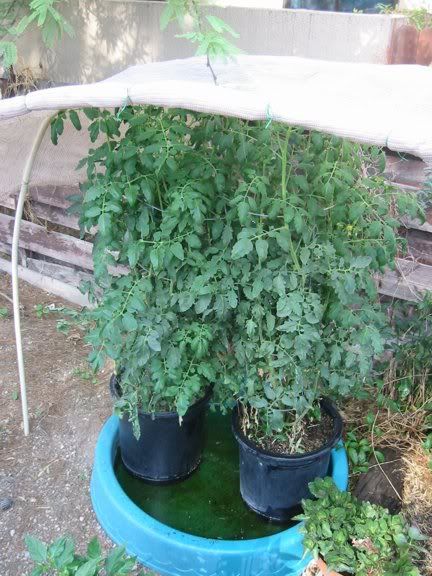 7262011TomatoPlants001email.jpg