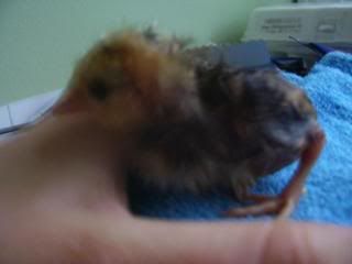 Chicks2-1-08054.jpg