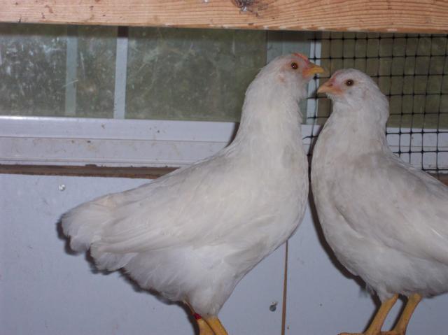 200x200px-ZC-ba7c78a8_13371_tailfeather_005.jpeg