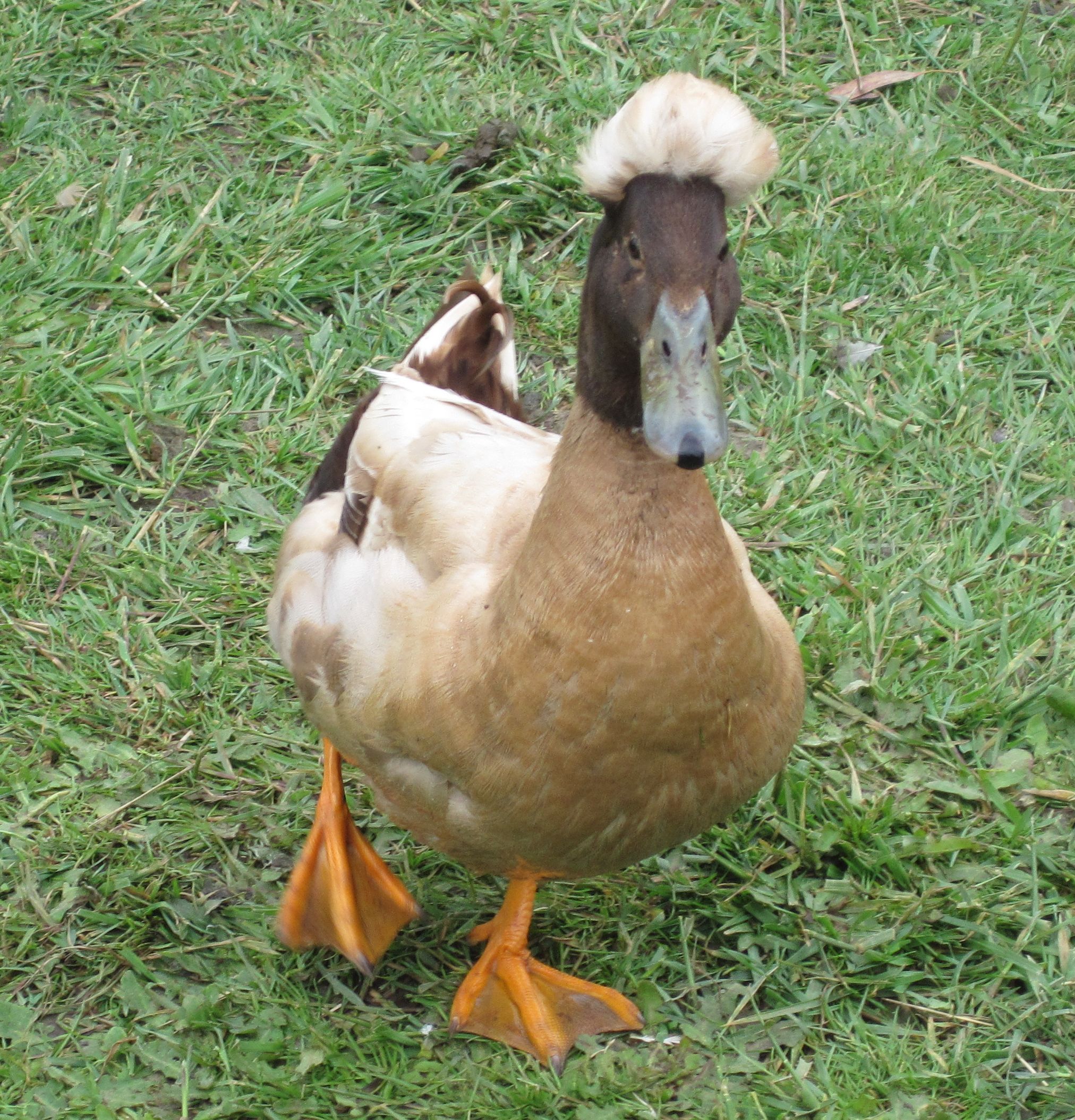 crestedetc-012-cropped.jpg