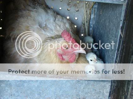 chicks3.jpg