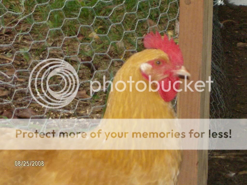 CHICKENHOUSE036.jpg