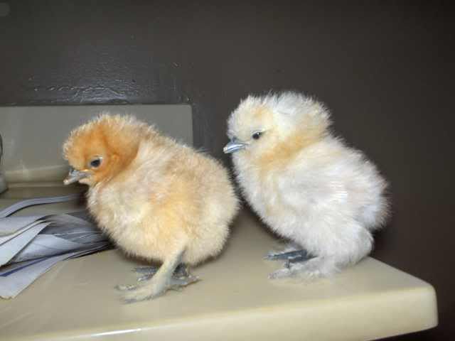 newchicks003.jpg