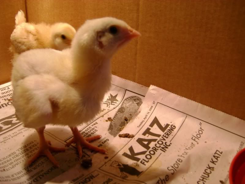 Chicks3.jpg