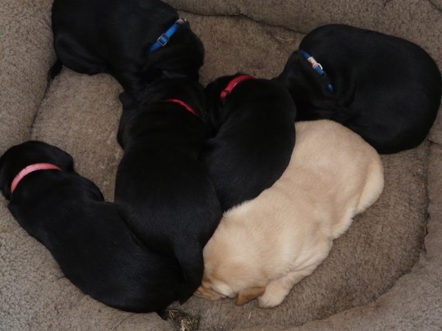 900x900px-LL-29c06d1e_P1660428.jpeg