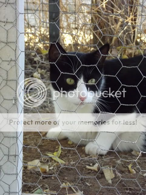 Feral.jpg