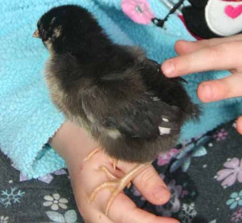 2009Aprilcousinsbabychicks2black.jpg