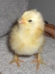 HPIM3112Small.jpg