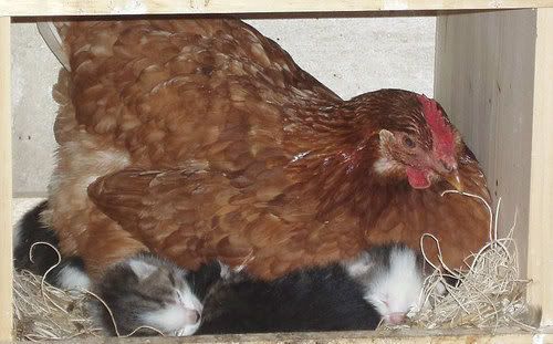 chickenonkittens.jpg