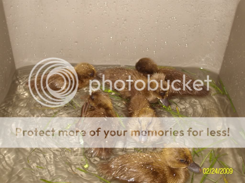 Duckies016.jpg