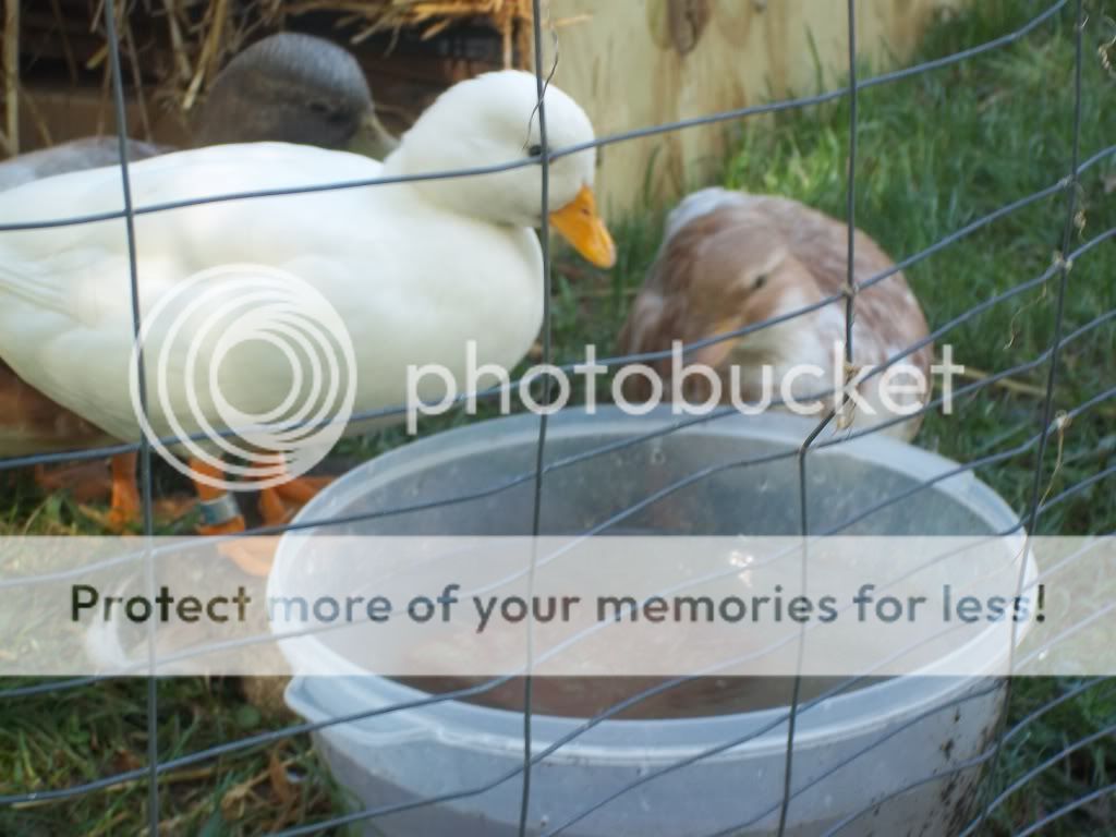 CallDucks028.jpg