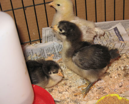 new-java-chicks.jpg