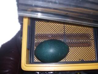 EGGSANDCHICKS12-21-08019.jpg