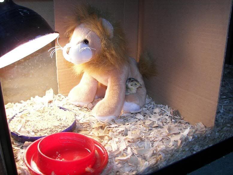 LionPheasant.jpg