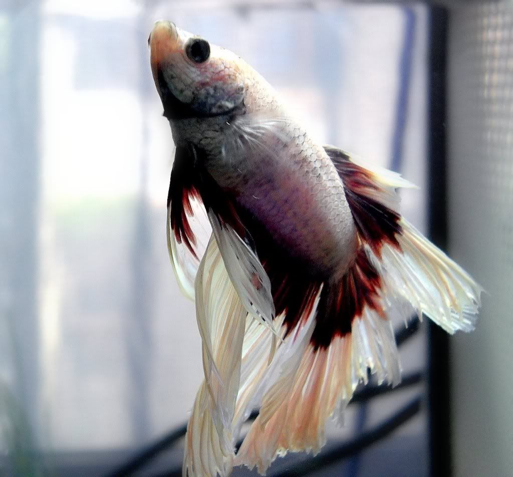 Fish-Macro024.jpg