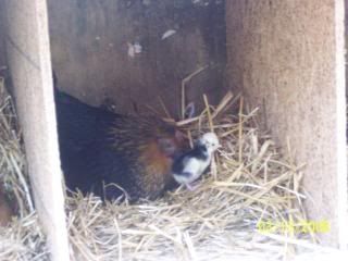 chick4.jpg