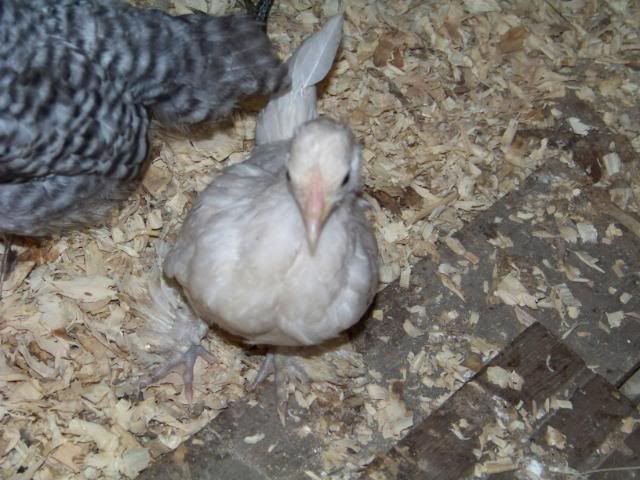 Bantamcochins017.jpg