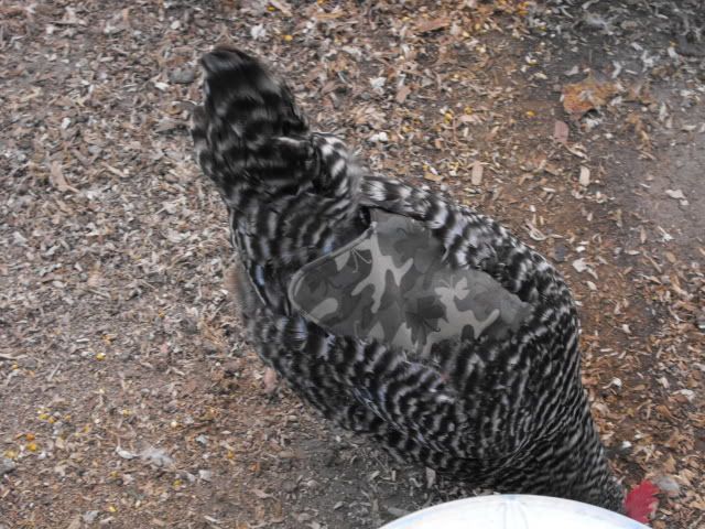 2008_1105TheGang0181.jpg