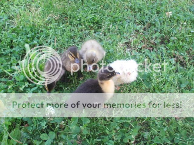 baaabies045.jpg