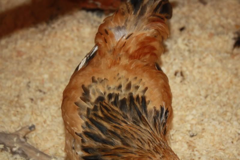 Chickens2033.jpg