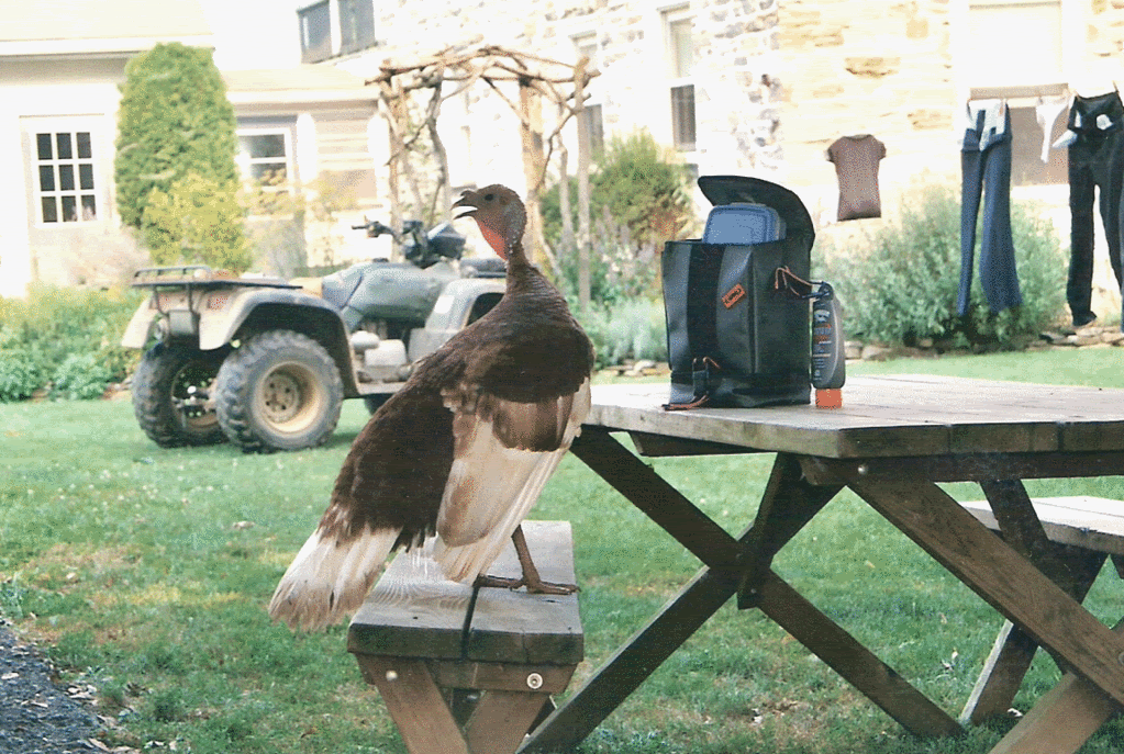 pic_turkeypicnic2.gif