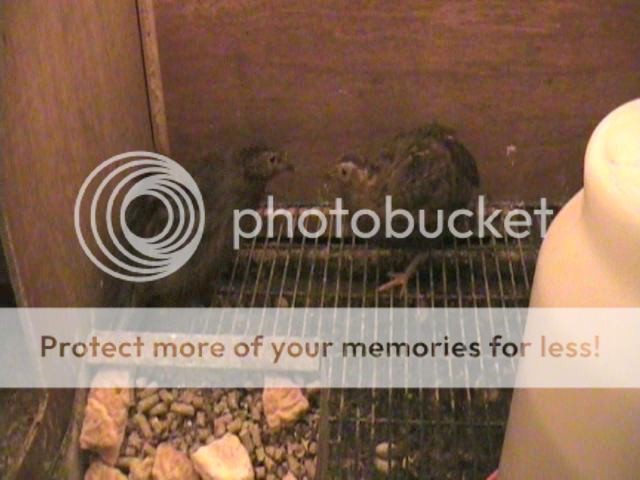 vlcsnap-917235.png