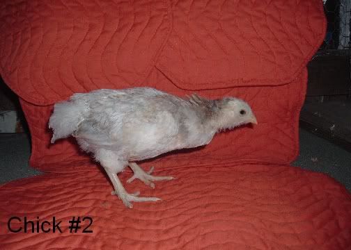 Ameraucanas005.jpg
