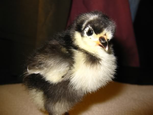 chicks10.jpg