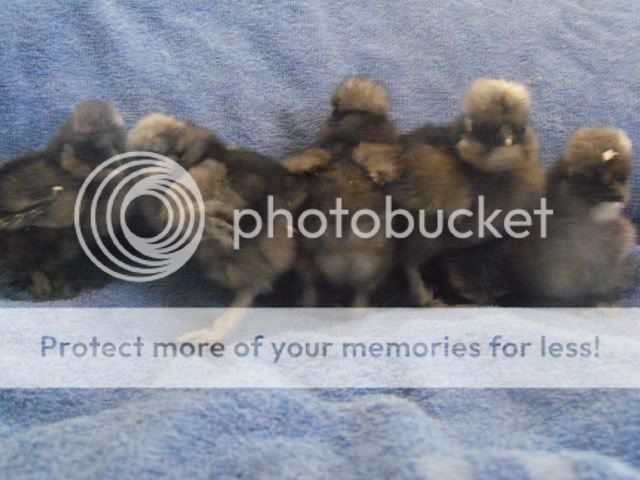 bobbiportochicks003.jpg
