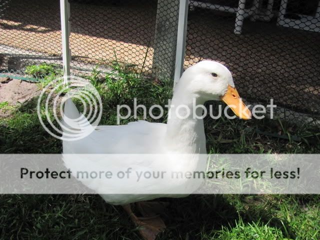 Chickenupdate011.jpg