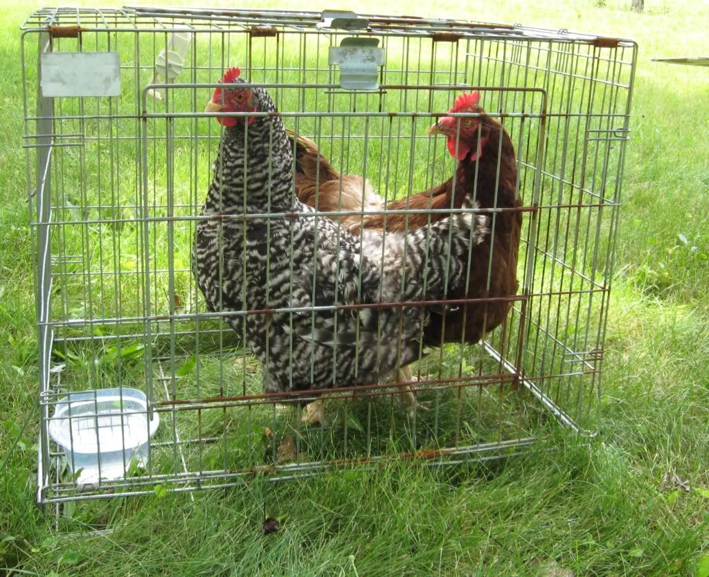 chickenseat2.jpg