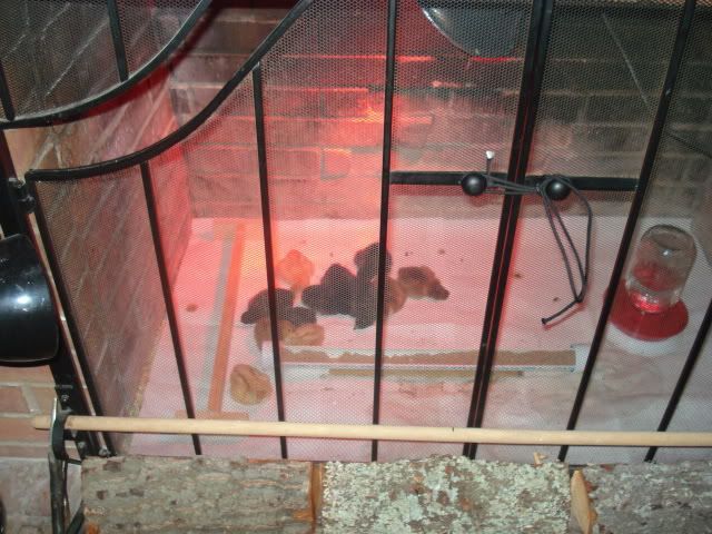 chicks032909001.jpg