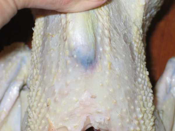 chicken4.jpg