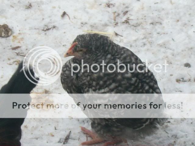 birdsinthesnow006.jpg