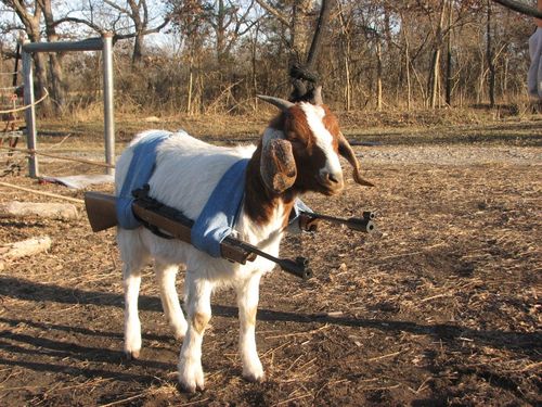 goat+&+guns.jpg