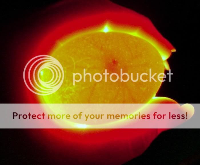 egg2.jpg