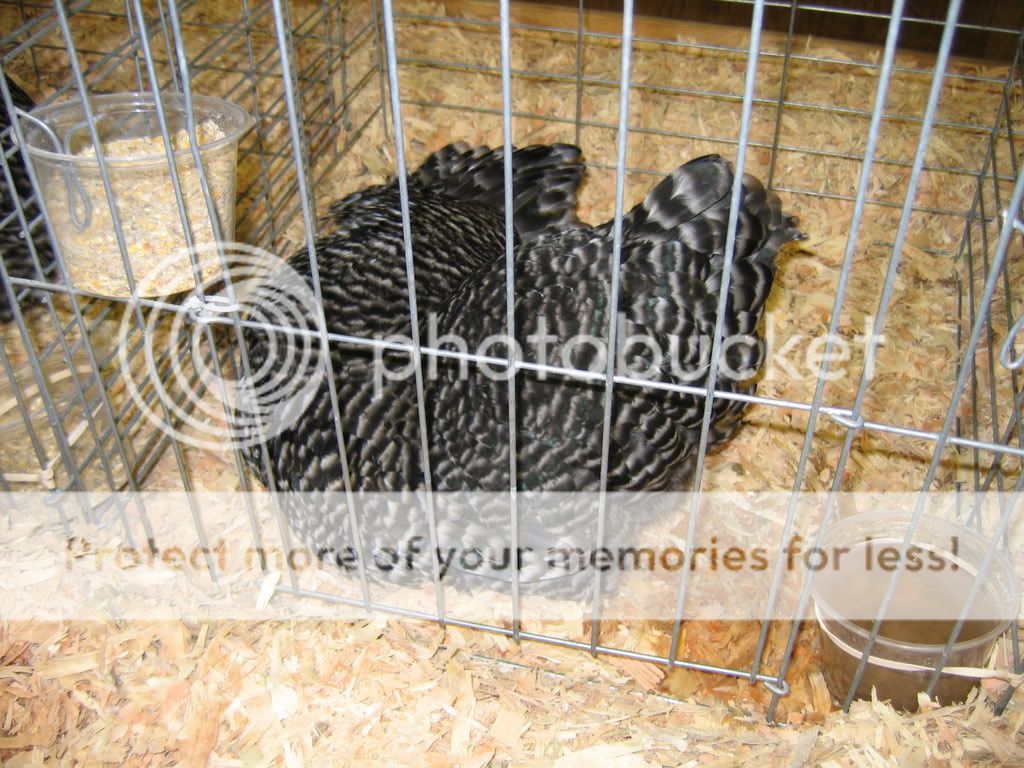 IMG_1079.jpg